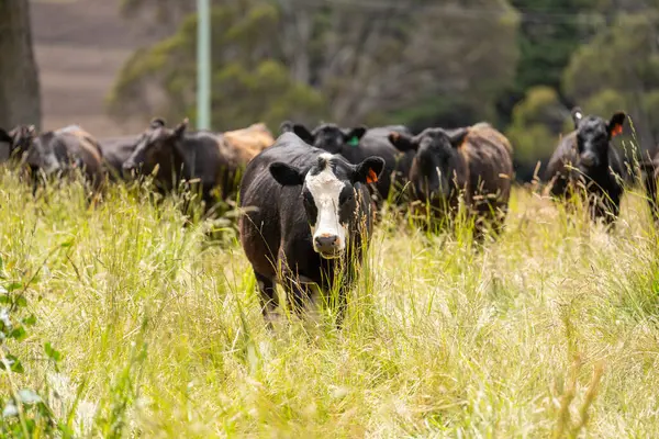Avustralya 'daki güzel sığırlar ot yer, otlakta otlarlar. Tarımsal bir çiftlikte yetiştirilen sığır sürüsü. İlkbaharda sürdürülebilir tarım