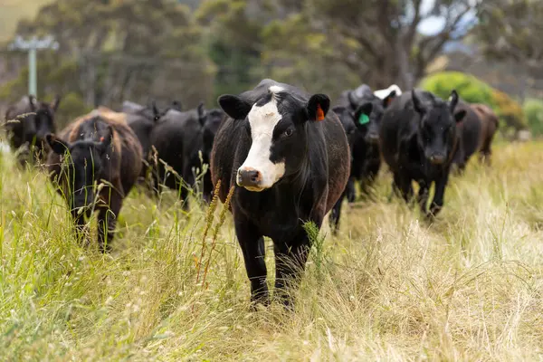 Avustralya 'daki güzel sığırlar ot yer, otlakta otlarlar. Tarımsal bir çiftlikte yetiştirilen sığır sürüsü. İlkbaharda sürdürülebilir tarım