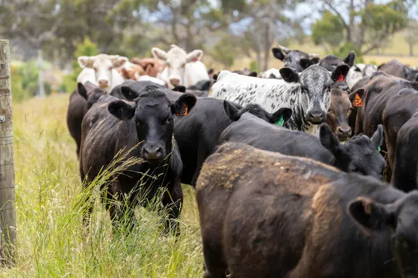 Avustralya 'daki güzel sığırlar ot yer, otlakta otlarlar. Tarımsal bir çiftlikte yetiştirilen sığır sürüsü. İlkbaharda sürdürülebilir tarım
