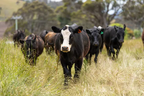 Avustralya 'daki güzel sığırlar ot yer, otlakta otlarlar. Tarımsal bir çiftlikte yetiştirilen sığır sürüsü. İlkbaharda sürdürülebilir tarım