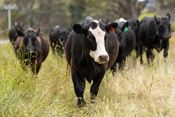 Avustralya 'daki güzel sığırlar ot yer, otlakta otlarlar. Tarımsal bir çiftlikte yetiştirilen sığır sürüsü. İlkbaharda sürdürülebilir tarım