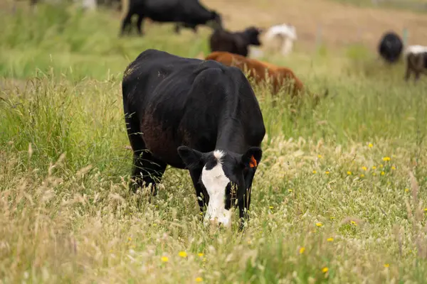Avustralya 'daki güzel sığırlar ot yer, otlakta otlarlar. Tarımsal bir çiftlikte yetiştirilen sığır sürüsü. İlkbaharda sürdürülebilir tarım