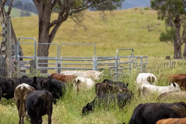 Avustralya 'daki güzel sığırlar ot yer, otlakta otlarlar. Tarımsal bir çiftlikte yetiştirilen sığır sürüsü. İlkbaharda sürdürülebilir tarım