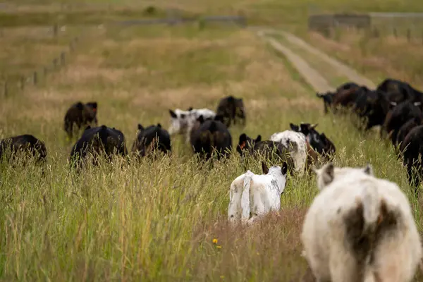 Avustralya 'daki güzel sığırlar ot yer, otlakta otlarlar. Tarımsal bir çiftlikte yetiştirilen sığır sürüsü. İlkbaharda sürdürülebilir tarım
