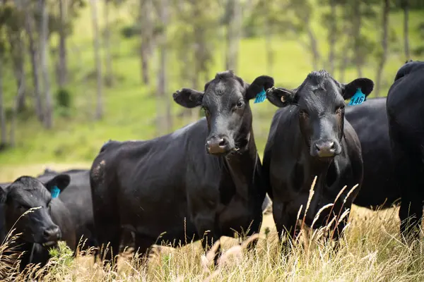 Avustralya 'daki güzel sığırlar ot yer, otlakta otlarlar. Tarımsal bir çiftlikte yetiştirilen sığır sürüsü. İlkbaharda sürdürülebilir tarım