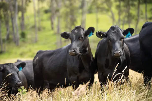 Altın Avustralya Çiftliği, yemyeşil çimleri, tarlada inekleri, sakızlı manzarası var. Geniş Kırsal Araziler ve Avustralya 'da sürdürülebilir yenilenebilir tarım için ilkbaharda