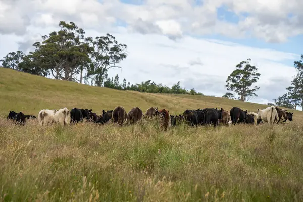 Avustralya 'daki güzel sığırlar ot yer, otlakta otlarlar. Tarımsal bir çiftlikte yetiştirilen sığır sürüsü. İlkbaharda sürdürülebilir tarım