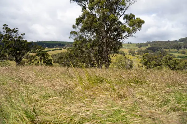 Altın Avustralya Çiftliği, yemyeşil çimleri, tarlada inekleri, sakızlı manzarası var. Geniş Kırsal Araziler ve Avustralya 'da sürdürülebilir yenilenebilir tarım için ilkbaharda