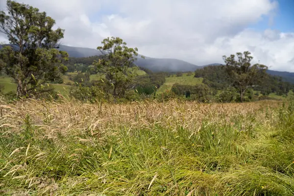 Altın Avustralya Çiftliği, yemyeşil çimleri, tarlada inekleri, sakızlı manzarası var. Geniş Kırsal Araziler ve Avustralya 'da sürdürülebilir yenilenebilir tarım için ilkbaharda