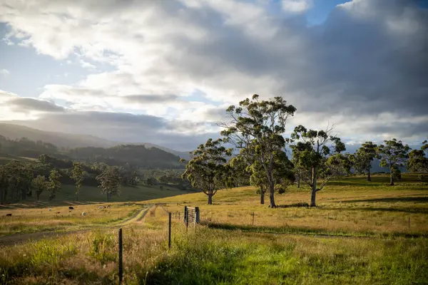 Altın Avustralya Çiftliği, yemyeşil çimleri, tarlada inekleri, sakızlı manzarası var. Geniş Kırsal Araziler ve Avustralya 'da sürdürülebilir yenilenebilir tarım için ilkbaharda