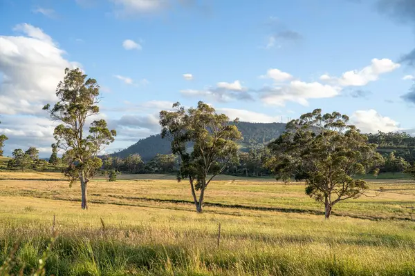 Altın Avustralya Çiftliği, yemyeşil çimleri, tarlada inekleri, sakızlı manzarası var. Geniş Kırsal Araziler ve Avustralya 'da sürdürülebilir yenilenebilir tarım için ilkbaharda