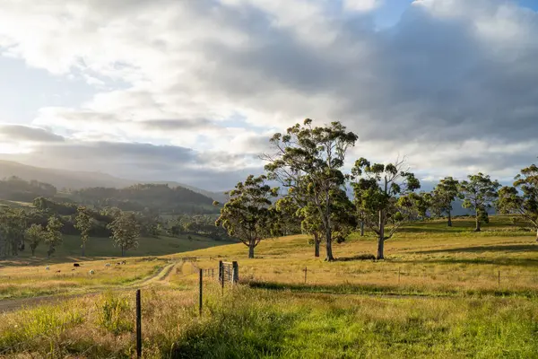Altın Avustralya Çiftliği, yemyeşil çimleri, tarlada inekleri, sakızlı manzarası var. Geniş Kırsal Araziler ve Avustralya 'da sürdürülebilir yenilenebilir tarım için ilkbaharda