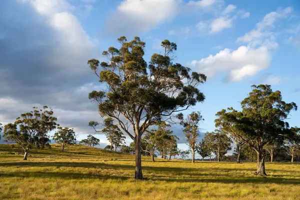 Avustralya 'daki güzel sığırlar ot yer, otlakta otlarlar. Tarımsal bir çiftlikte yetiştirilen sığır sürüsü. İlkbaharda sürdürülebilir tarım