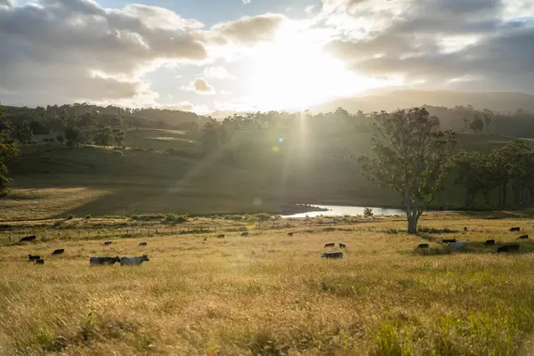 Altın Avustralya Çiftliği, yemyeşil çimleri, tarlada inekleri, sakızlı manzarası var. Geniş Kırsal Araziler ve Avustralya 'da sürdürülebilir yenilenebilir tarım için ilkbaharda