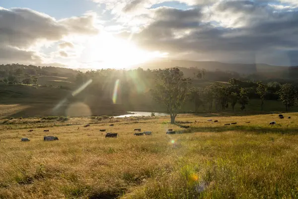 Altın Avustralya Çiftliği, yemyeşil çimleri, tarlada inekleri, sakızlı manzarası var. Geniş Kırsal Araziler ve Avustralya 'da sürdürülebilir yenilenebilir tarım için ilkbaharda