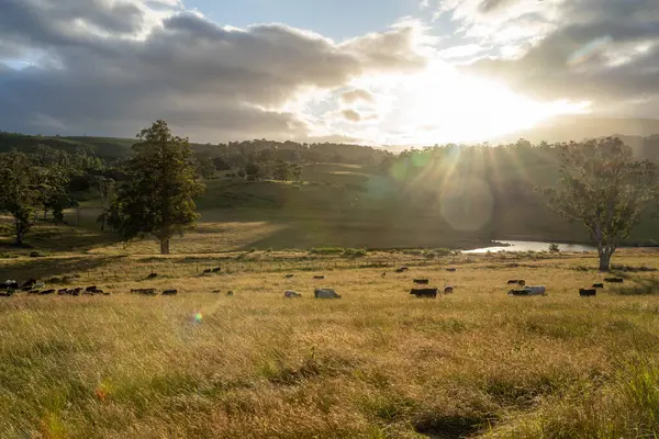 Avustralya 'daki güzel sığırlar ot yer, otlakta otlarlar. Tarımsal bir çiftlikte yetiştirilen sığır sürüsü. İlkbaharda sürdürülebilir tarım