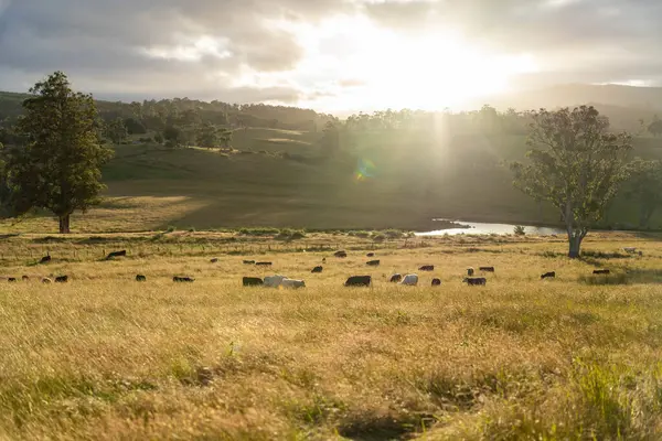 Altın Avustralya Çiftliği, yemyeşil çimleri, tarlada inekleri, sakızlı manzarası var. Geniş Kırsal Araziler ve Avustralya 'da sürdürülebilir yenilenebilir tarım için ilkbaharda