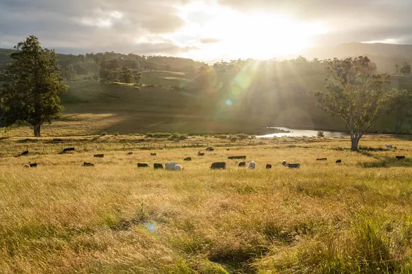 Avustralya 'daki güzel sığırlar ot yer, otlakta otlarlar. Tarımsal bir çiftlikte yetiştirilen sığır sürüsü. İlkbaharda sürdürülebilir tarım