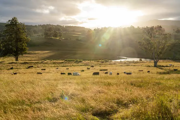 Avustralya 'daki güzel sığırlar ot yer, otlakta otlarlar. Tarımsal bir çiftlikte yetiştirilen sığır sürüsü. İlkbaharda sürdürülebilir tarım