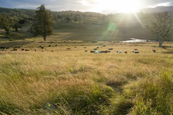 Altın Avustralya Çiftliği, yemyeşil çimleri, tarlada inekleri, sakızlı manzarası var. Geniş Kırsal Araziler ve Avustralya 'da sürdürülebilir yenilenebilir tarım için ilkbaharda