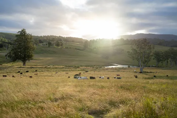 Altın Avustralya Çiftliği, yemyeşil çimleri, tarlada inekleri, sakızlı manzarası var. Geniş Kırsal Araziler ve Avustralya 'da sürdürülebilir yenilenebilir tarım için ilkbaharda