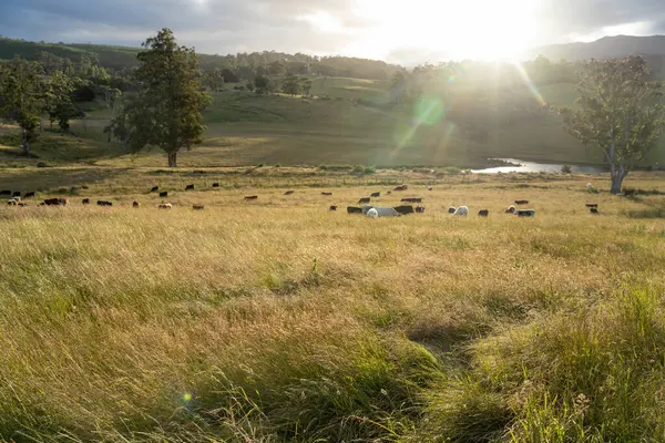 Altın Avustralya Çiftliği, yemyeşil çimleri, tarlada inekleri, sakızlı manzarası var. Geniş Kırsal Araziler ve Avustralya 'da sürdürülebilir yenilenebilir tarım için ilkbaharda