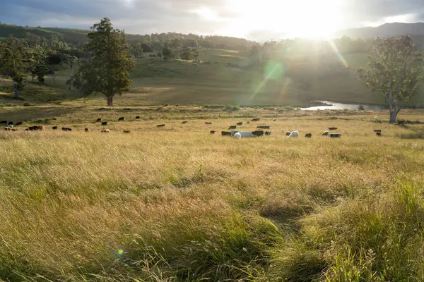 Avustralya 'daki güzel sığırlar ot yer, otlakta otlarlar. Tarımsal bir çiftlikte yetiştirilen sığır sürüsü. İlkbaharda sürdürülebilir tarım