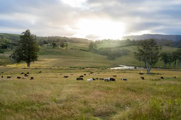 Altın Avustralya Çiftliği, yemyeşil çimleri, tarlada inekleri, sakızlı manzarası var. Geniş Kırsal Araziler ve Avustralya 'da sürdürülebilir yenilenebilir tarım için ilkbaharda