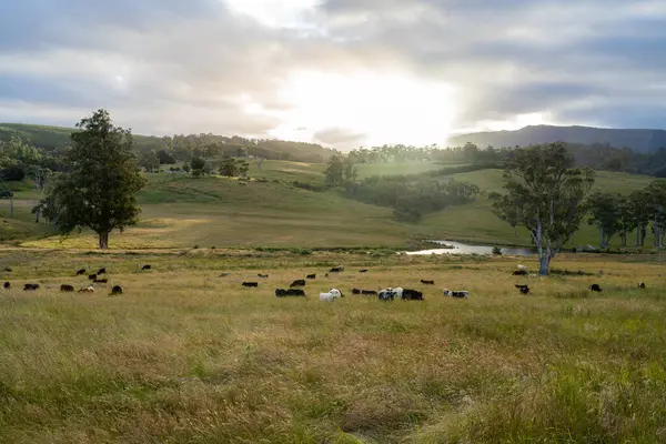 Altın Avustralya Çiftliği, yemyeşil çimleri, tarlada inekleri, sakızlı manzarası var. Geniş Kırsal Araziler ve Avustralya 'da sürdürülebilir yenilenebilir tarım için ilkbaharda