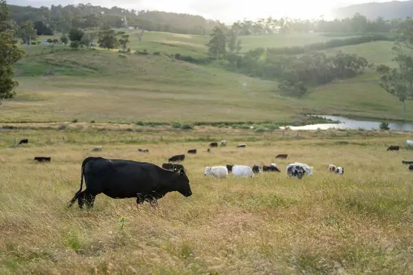Altın Avustralya Çiftliği, yemyeşil çimleri, tarlada inekleri, sakızlı manzarası var. Geniş Kırsal Araziler ve Avustralya 'da sürdürülebilir yenilenebilir tarım için ilkbaharda
