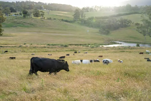 Avustralya 'daki güzel sığırlar ot yer, otlakta otlarlar. Tarımsal bir çiftlikte yetiştirilen sığır sürüsü. İlkbaharda sürdürülebilir tarım