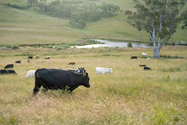 Altın Avustralya Çiftliği, yemyeşil çimleri, tarlada inekleri, sakızlı manzarası var. Geniş Kırsal Araziler ve Avustralya 'da sürdürülebilir yenilenebilir tarım için ilkbaharda