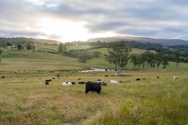 Altın Avustralya Çiftliği, yemyeşil çimleri, tarlada inekleri, sakızlı manzarası var. Geniş Kırsal Araziler ve Avustralya 'da sürdürülebilir yenilenebilir tarım için ilkbaharda