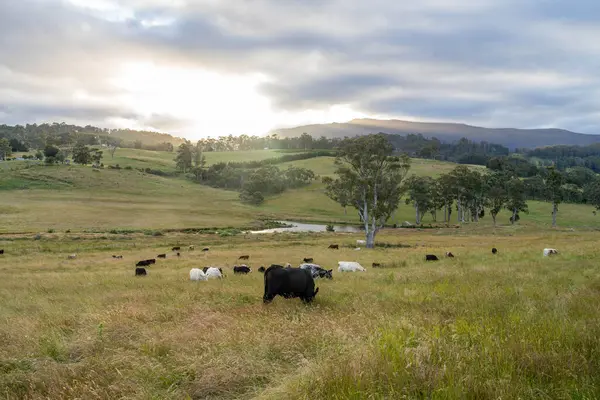 Altın Avustralya Çiftliği, yemyeşil çimleri, tarlada inekleri, sakızlı manzarası var. Geniş Kırsal Araziler ve Avustralya 'da sürdürülebilir yenilenebilir tarım için ilkbaharda