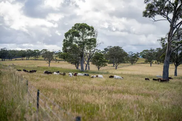 Altın Avustralya Çiftliği, yemyeşil çimleri, tarlada inekleri, sakızlı manzarası var. Geniş Kırsal Araziler ve Avustralya 'da sürdürülebilir yenilenebilir tarım için ilkbaharda