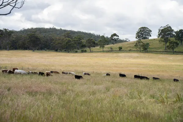 Altın Avustralya Çiftliği, yemyeşil çimleri, tarlada inekleri, sakızlı manzarası var. Geniş Kırsal Araziler ve Avustralya 'da sürdürülebilir yenilenebilir tarım için ilkbaharda