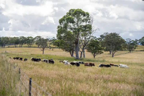 Avustralya 'daki güzel sığırlar ot yer, otlakta otlarlar. Tarımsal bir çiftlikte yetiştirilen sığır sürüsü. İlkbaharda sürdürülebilir tarım