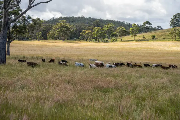 Altın Avustralya Çiftliği, yemyeşil çimleri, tarlada inekleri, sakızlı manzarası var. Geniş Kırsal Araziler ve Avustralya 'da sürdürülebilir yenilenebilir tarım için ilkbaharda