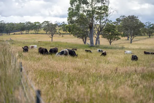 Avustralya 'daki güzel sığırlar ot yer, otlakta otlarlar. Tarımsal bir çiftlikte yetiştirilen sığır sürüsü. İlkbaharda sürdürülebilir tarım
