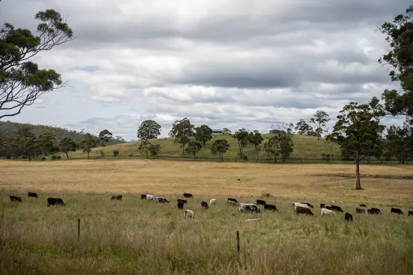 Avustralya 'daki güzel sığırlar ot yer, otlakta otlarlar. Tarımsal bir çiftlikte yetiştirilen sığır sürüsü. İlkbaharda sürdürülebilir tarım