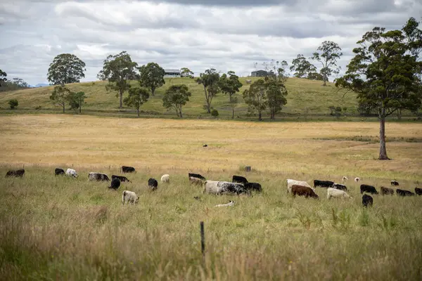 Altın Avustralya Çiftliği, yemyeşil çimleri, tarlada inekleri, sakızlı manzarası var. Geniş Kırsal Araziler ve Avustralya 'da sürdürülebilir yenilenebilir tarım için ilkbaharda