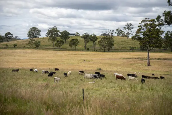 Altın Avustralya Çiftliği, yemyeşil çimleri, tarlada inekleri, sakızlı manzarası var. Geniş Kırsal Araziler ve Avustralya 'da sürdürülebilir yenilenebilir tarım için ilkbaharda