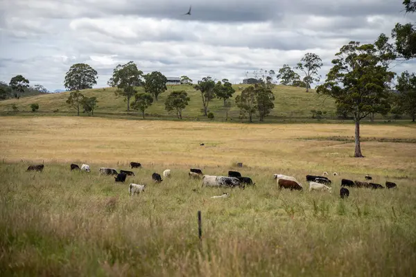 Avustralya 'daki güzel sığırlar ot yer, otlakta otlarlar. Tarımsal bir çiftlikte yetiştirilen sığır sürüsü. İlkbaharda sürdürülebilir tarım