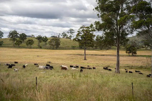 Avustralya 'daki güzel sığırlar ot yer, otlakta otlarlar. Tarımsal bir çiftlikte yetiştirilen sığır sürüsü. İlkbaharda sürdürülebilir tarım