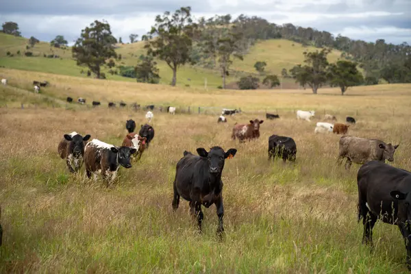 Altın Avustralya Çiftliği, yemyeşil çimleri, tarlada inekleri, sakızlı manzarası var. Geniş Kırsal Araziler ve Avustralya 'da sürdürülebilir yenilenebilir tarım için ilkbaharda