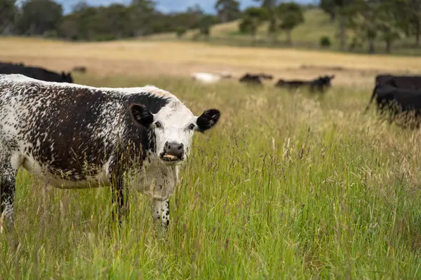 Avustralya 'daki güzel sığırlar ot yer, otlakta otlarlar. Tarımsal bir çiftlikte yetiştirilen sığır sürüsü. İlkbaharda sürdürülebilir tarım