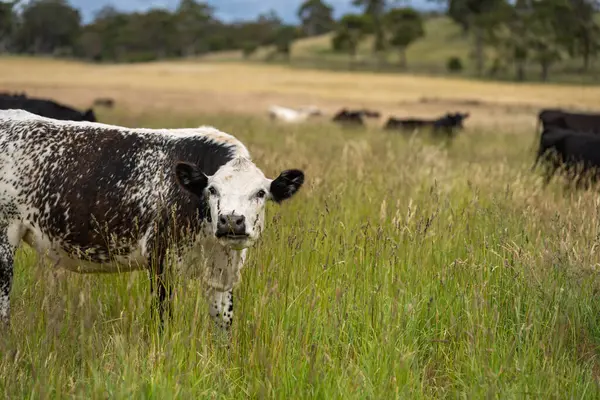 Avustralya 'daki güzel sığırlar ot yer, otlakta otlarlar. Tarımsal bir çiftlikte yetiştirilen sığır sürüsü. İlkbaharda sürdürülebilir tarım