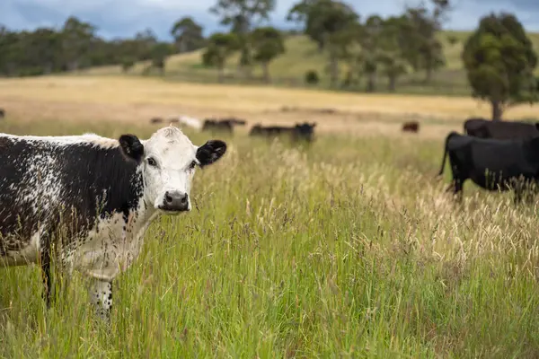 Altın Avustralya Çiftliği, yemyeşil çimleri, tarlada inekleri, sakızlı manzarası var. Geniş Kırsal Araziler ve Avustralya 'da sürdürülebilir yenilenebilir tarım için ilkbaharda