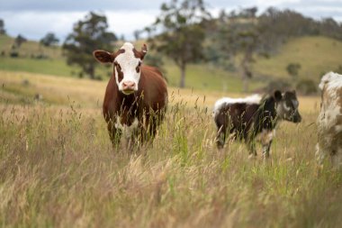Avustralya 'daki güzel sığırlar ot yer, otlakta otlarlar. Tarımsal bir çiftlikte yetiştirilen sığır sürüsü. İlkbaharda sürdürülebilir tarım