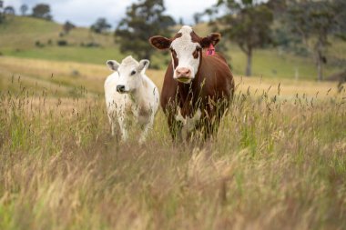 Avustralya 'daki güzel sığırlar ot yer, otlakta otlarlar. Tarımsal bir çiftlikte yetiştirilen sığır sürüsü. İlkbaharda sürdürülebilir tarım